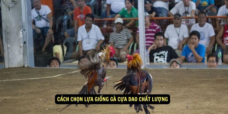 Giống Gà Cựa Dao – Đặc Điểm, Giá Trị Và Sức Chiến Đấu 5 Giống gà cựa dao - Cách chọn