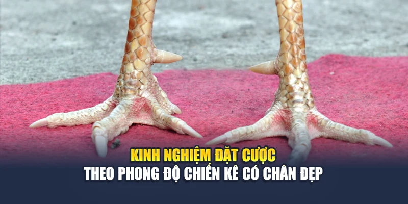Chân Gà Đẹp Soi Rõ Phong Độ Chiến Kê Trước Giờ Ra Trận 6 Kinh nghiệm đặt cược theo phong độ chiến kê có chân đẹp